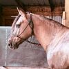 lanningponygirl